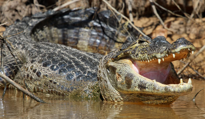 SouthWild Pantanal Lodge