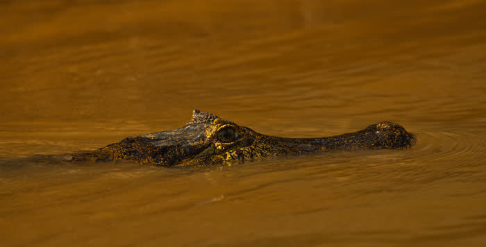SouthWild Pantanal Lodge