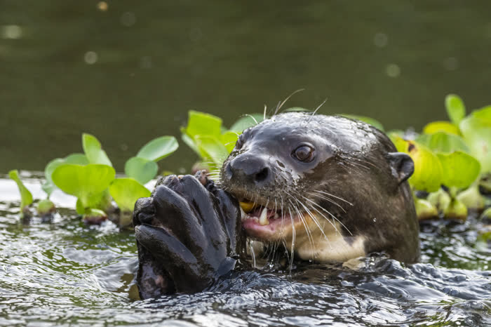 SouthWild Pantanal Lodge