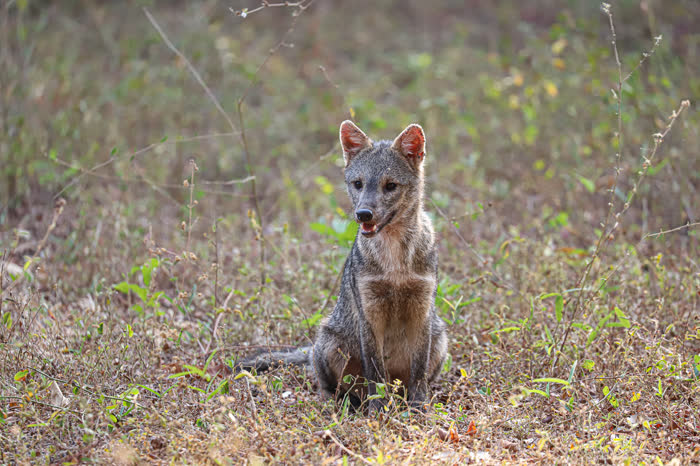 SouthWild Pantanal Lodge