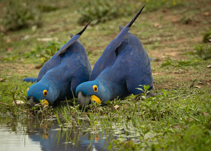 SouthWild Pantanal Lodge
