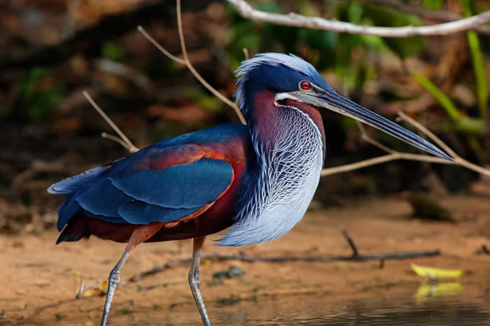 SouthWild Pantanal Lodge