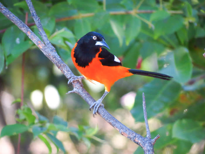 SouthWild Pantanal Lodge