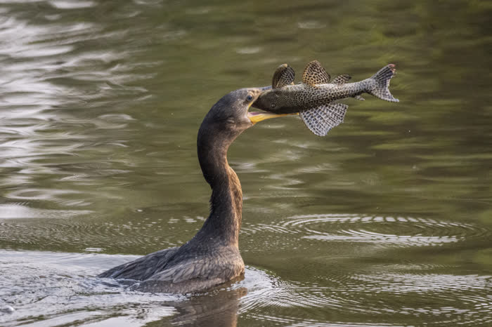 SouthWild Pantanal Lodge