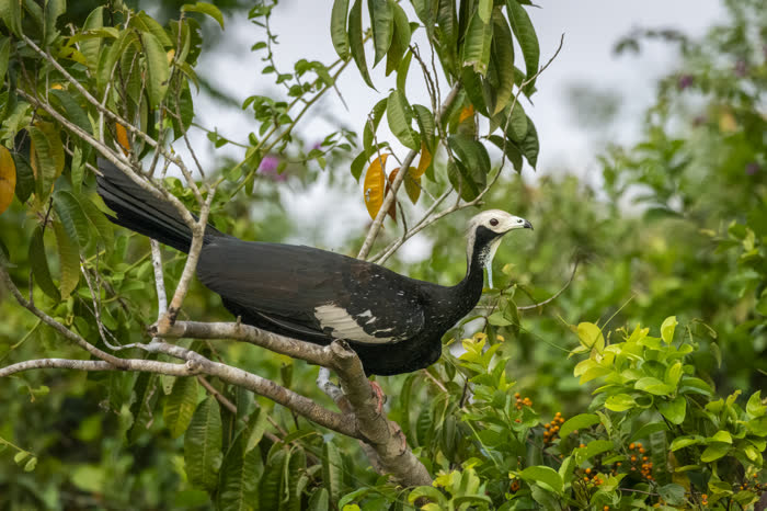 SouthWild Pantanal Lodge