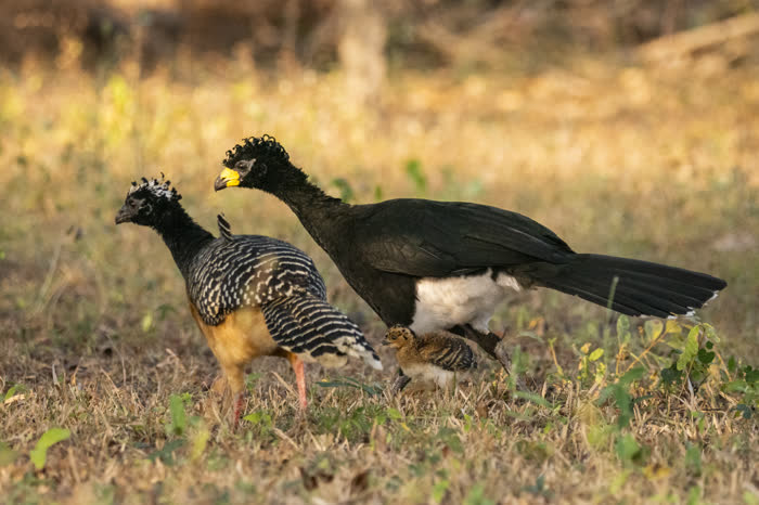 SouthWild Pantanal Lodge