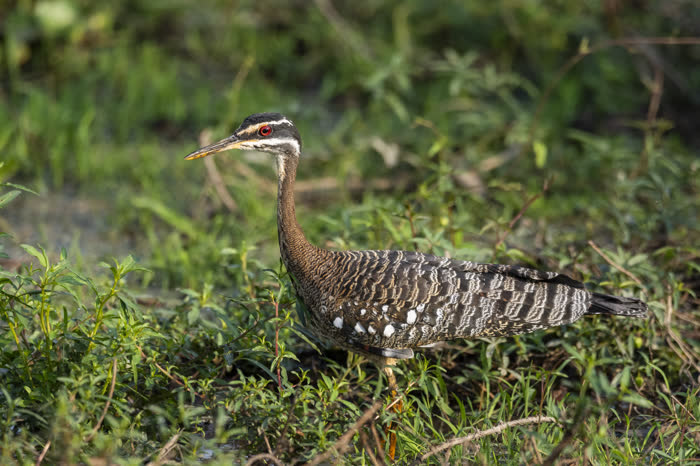 SouthWild Pantanal Lodge