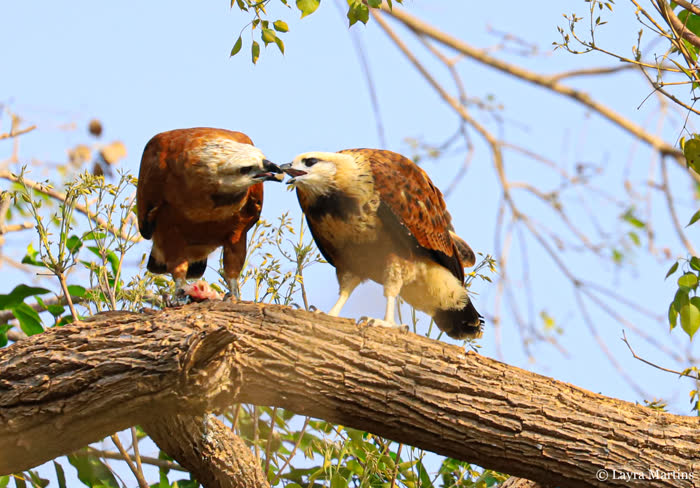 SouthWild Pantanal Lodge