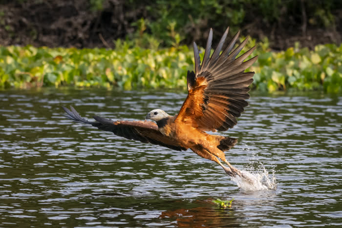 SouthWild Pantanal Lodge