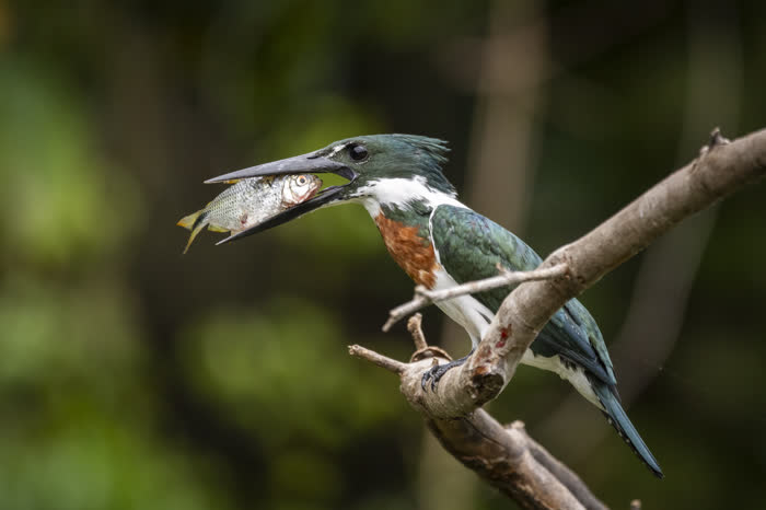 SouthWild Pantanal Lodge