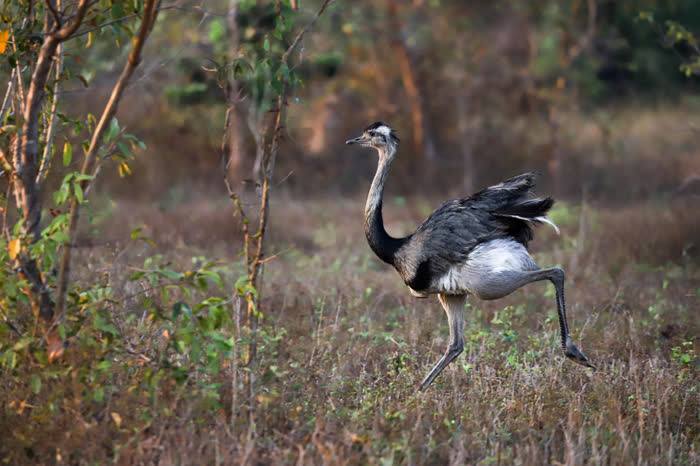 SouthWild Pantanal Lodge