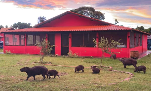SouthWild Porto Jofre Pantanal Lodge in Jaguarland, North Pantanal