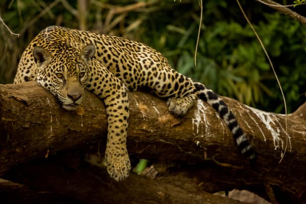 SouthWild Porto Jofre Pantanal Lodge in Jaguarland, North Pantanal