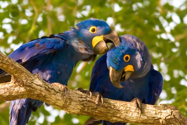 SouthWild Porto Jofre Pantanal Lodge in Jaguarland, North Pantanal