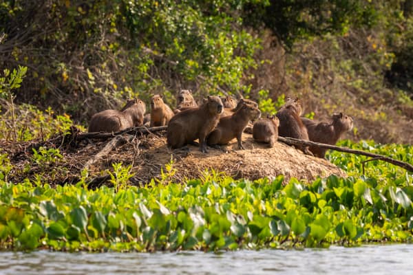 SouthWild Porto Jofre Pantanal Lodge in Jaguarland, North Pantanal