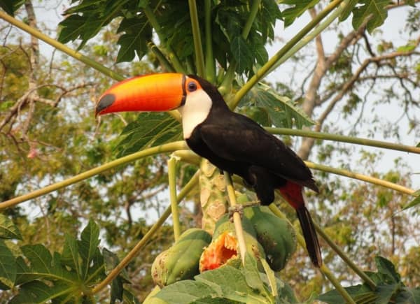 SouthWild Porto Jofre Pantanal Lodge in Jaguarland, North Pantanal