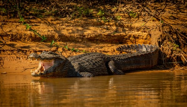 SouthWild Porto Jofre Pantanal Lodge in Jaguarland, North Pantanal