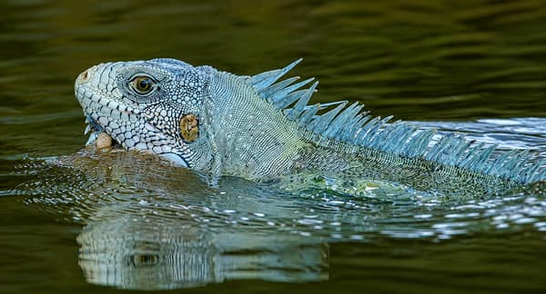 SouthWild Porto Jofre Pantanal Lodge in Jaguarland, North Pantanal