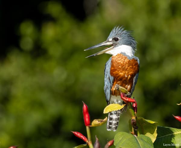 SouthWild Porto Jofre Pantanal Lodge in Jaguarland, North Pantanal
