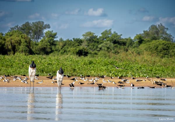 SouthWild Porto Jofre Pantanal Lodge in Jaguarland, North Pantanal