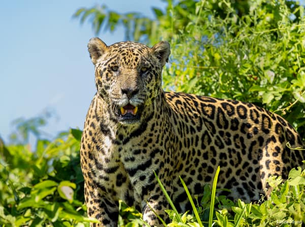 SouthWild Porto Jofre Pantanal Lodge in Jaguarland, North Pantanal