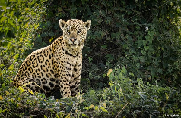 SouthWild Porto Jofre Pantanal Lodge in Jaguarland, North Pantanal