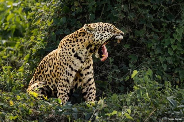 SouthWild Porto Jofre Pantanal Lodge in Jaguarland, North Pantanal