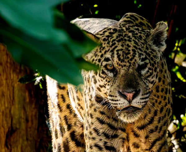 SouthWild Porto Jofre Pantanal Lodge in Jaguarland, North Pantanal