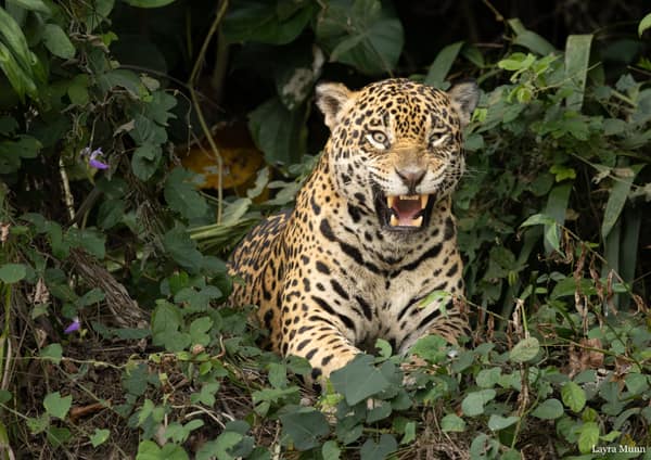 SouthWild Porto Jofre Pantanal Lodge in Jaguarland, North Pantanal