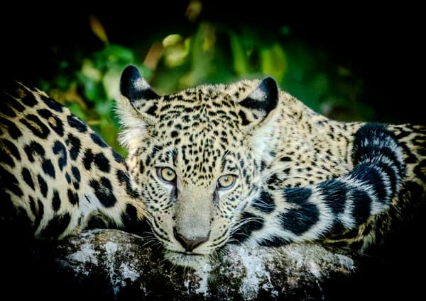 SouthWild Porto Jofre Pantanal Lodge in Jaguarland, North Pantanal