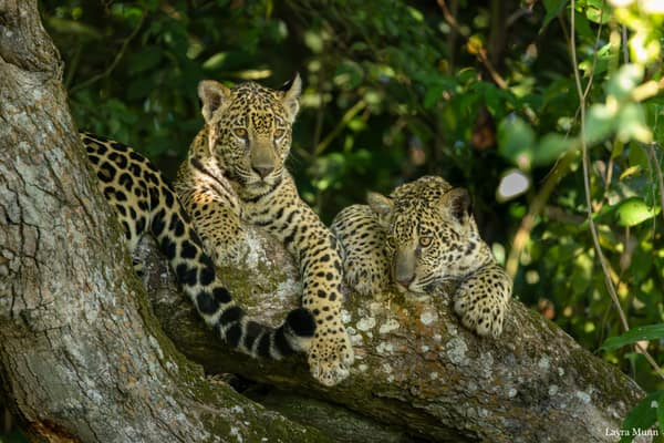SouthWild Porto Jofre Pantanal Lodge in Jaguarland, North Pantanal