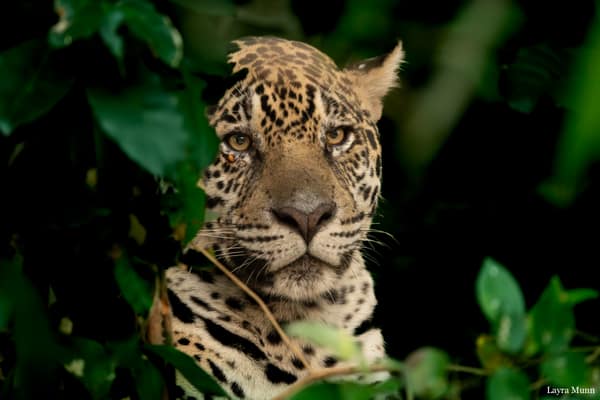 SouthWild Porto Jofre Pantanal Lodge in Jaguarland, North Pantanal