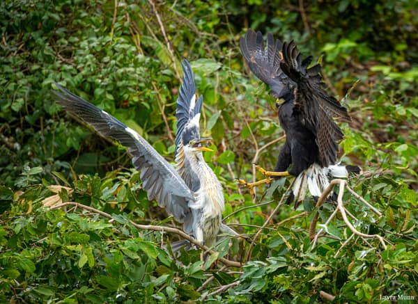 SouthWild Porto Jofre Pantanal Lodge in Jaguarland, North Pantanal