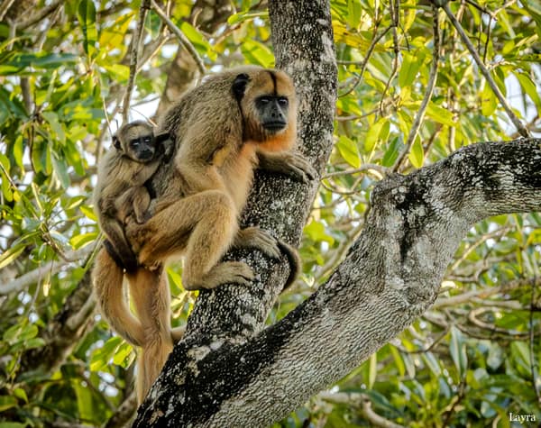 SouthWild Porto Jofre Pantanal Lodge in Jaguarland, North Pantanal