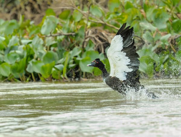 SouthWild Porto Jofre Pantanal Lodge in Jaguarland, North Pantanal