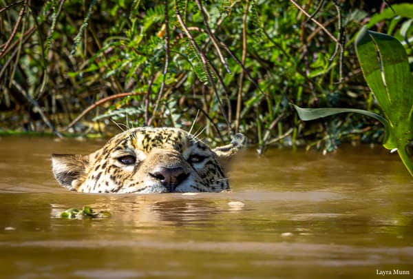 SouthWild Porto Jofre Pantanal Lodge in Jaguarland, North Pantanal