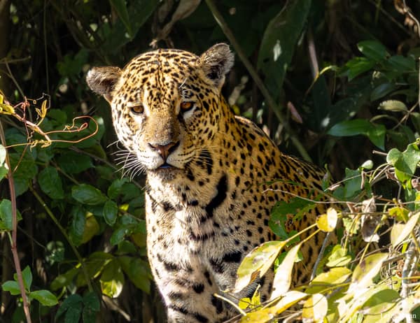 SouthWild Porto Jofre Pantanal Lodge in Jaguarland, North Pantanal