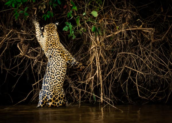 SouthWild Porto Jofre Pantanal Lodge in Jaguarland, North Pantanal