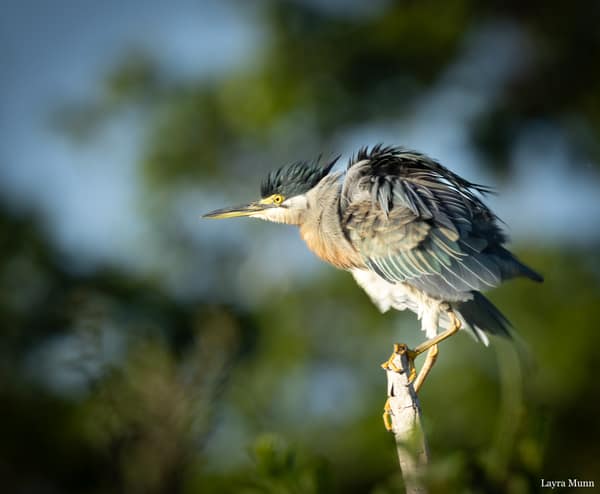 SouthWild Porto Jofre Pantanal Lodge in Jaguarland, North Pantanal