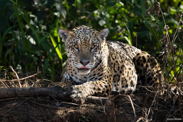 SouthWild Porto Jofre Pantanal Lodge in Jaguarland, North Pantanal