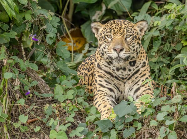SouthWild Porto Jofre Pantanal Lodge in Jaguarland, North Pantanal