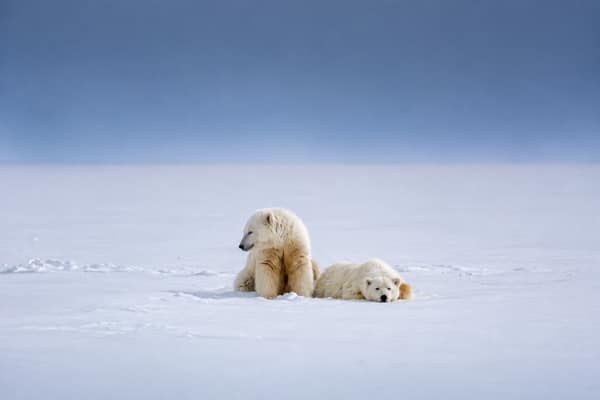 A polar bear resting on the snow near Kaktovik