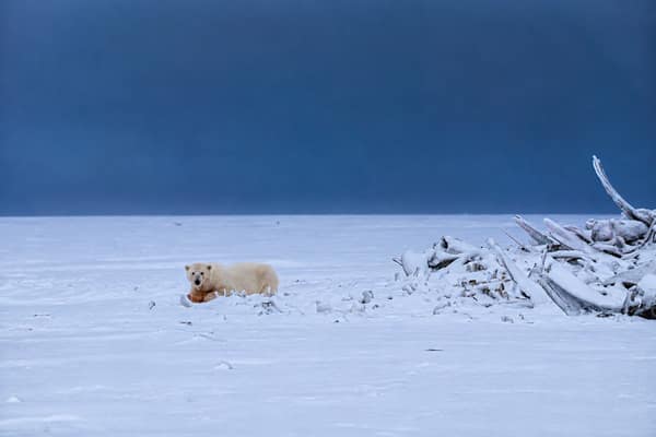 A polar bear on the sea ice beside driftwood on the Beaufort Sea coast