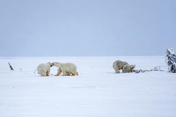 Two polar bears together on the snowy Arctic shore