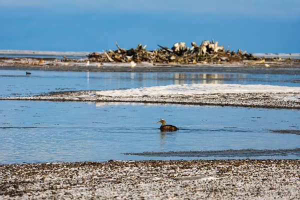 The Beaufort Sea and distant shoreline near Kaktovik