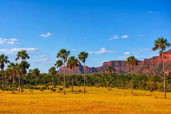 SouthWild Wolf Camps, Brazil