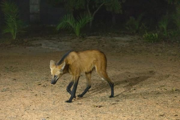 SouthWild Wolf Camps, Brazil