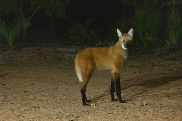SouthWild Wolf Camps, Brazil
