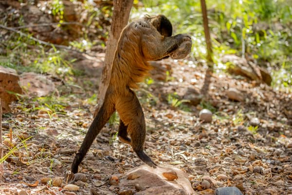SouthWild Wolf Camps, Brazil