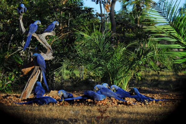 SouthWild Wolf Camps, Brazil